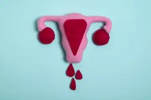 reproductive system illustrating menstruation