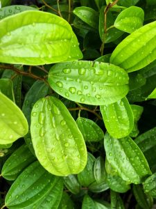 7 Manfaat Daun Sirih untuk Kesehatan Wanita 1 Daun Sirih